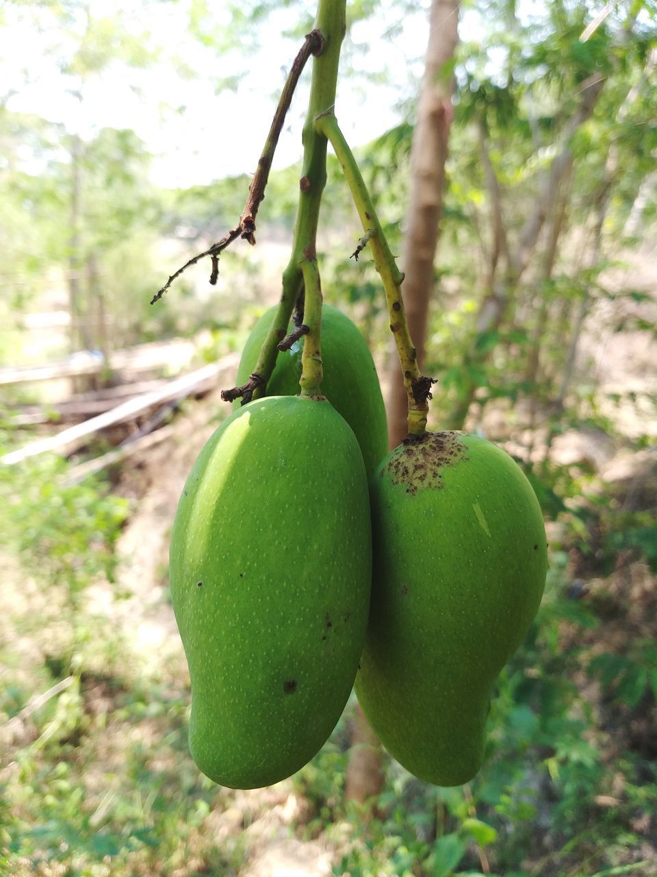 CLOSE-UP OF FRUITS HANGING FROM TREE