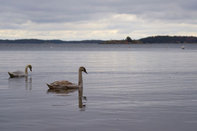 White swan family on the baltic sea coast in finland