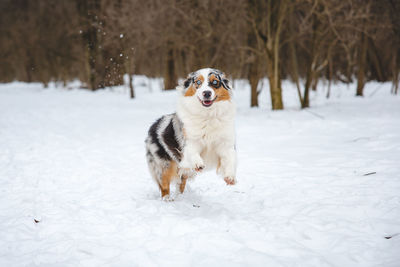 Dog running on snow covered field