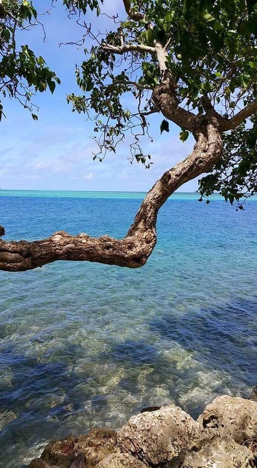 TREE BRANCH BY SEA AGAINST SKY