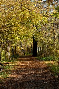 Autumn trees in park