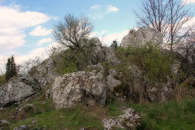 Trees on landscape against sky