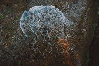 Close-up of lichen on wet rock