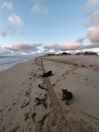 View of dog on beach against sky