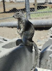 Close-up of an animal sitting on land