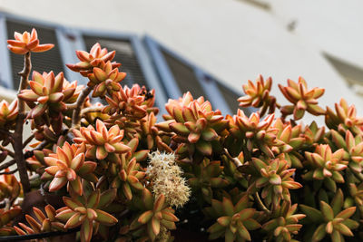 Succulents growing in tropical climate