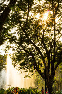 Sun shining through trees