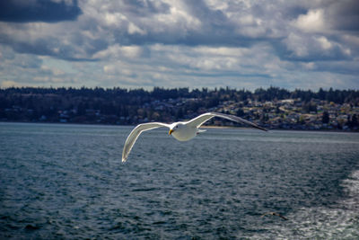 Seagull flying over sea against sky