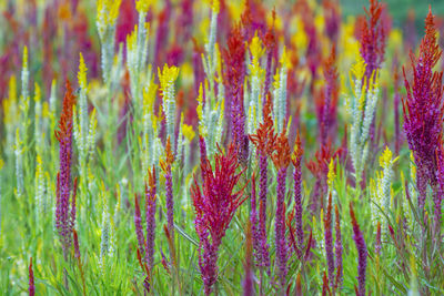 Full frame shot of purple flowering plants