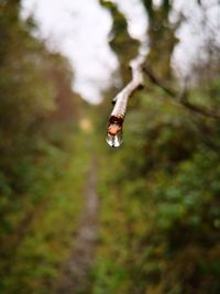 Close-up of butterfly on tree branch