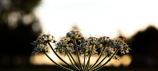 Close-up of wilted flowers