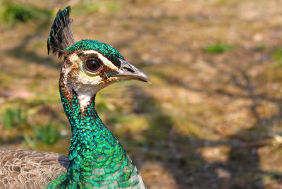 Close-up of peacock