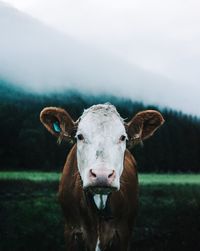 Portrait of cow on field against sky