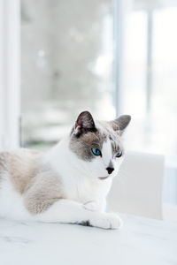 Light gray cat laying on the table. minimalist photo of domestic cat. 