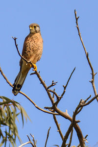 Low angle view of owl perching on branch against clear sky