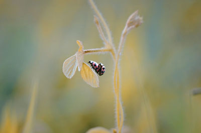 Close-up of insect on flower