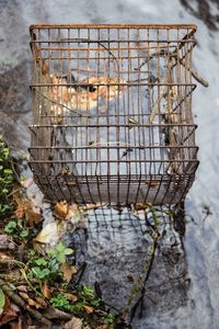 Close-up of horse in cage