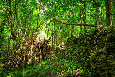 Bamboo trees in forest