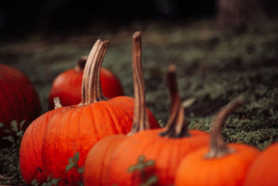 Close-up of pumpkin on field