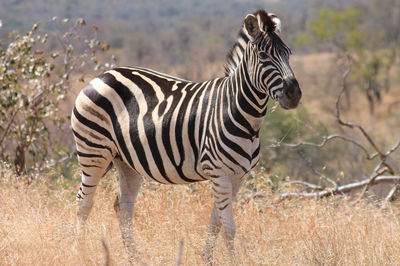 The beauty of a zebra is unequaled. sleek and graceful. 