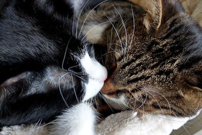 Close-up of cat sleeping