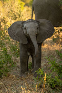 Elephant on field