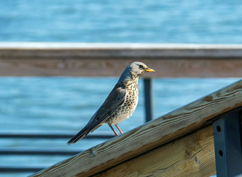 bird