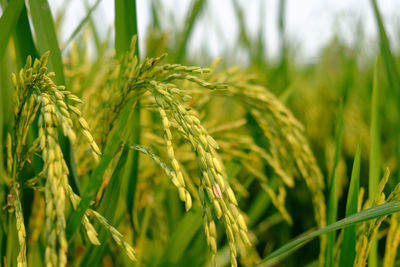 Close-up of wheat growing on field