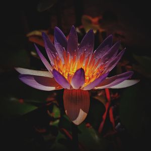 Close-up of purple water lily