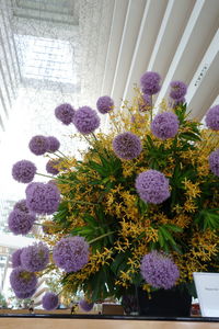 Close-up of purple flowers