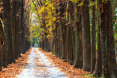 Trees in forest during autumn