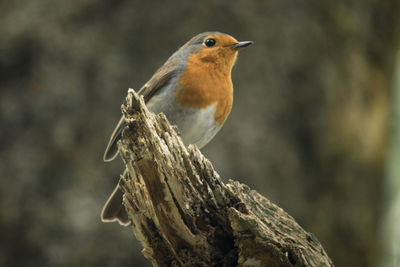 Close-up of robin perching on tree