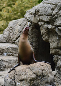 A sea lion is calling out while posing at its rock structure in the brooklyn zoo