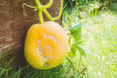 Close-up of pumpkins in grass
