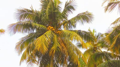 Low angle view of palm tree against sky