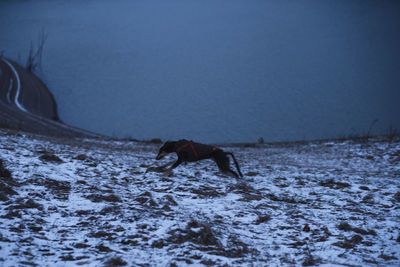 Dog running on snow covered land