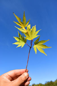 Midsection of person holding plant against blue sky