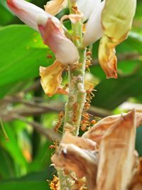 Close-up of insect on flowers