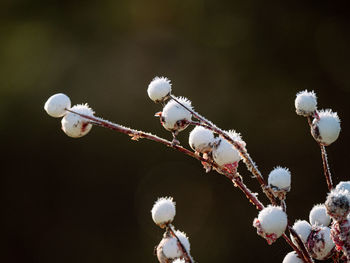 Close-up of white cherry blossoms in spring