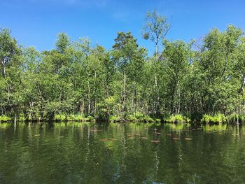 Scenic view of lake in forest against sky