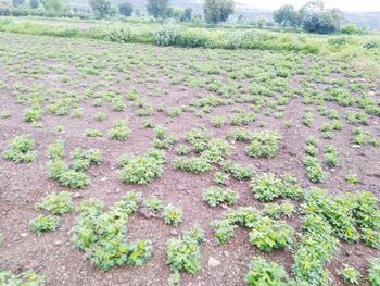 Plants growing on field