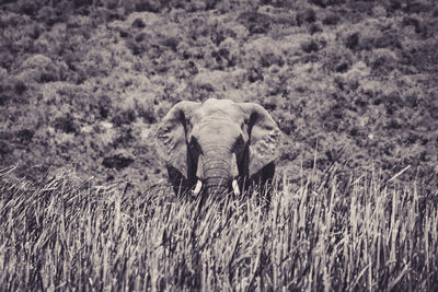 Elephant in a field