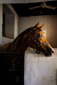 Close-up of a horse in stable