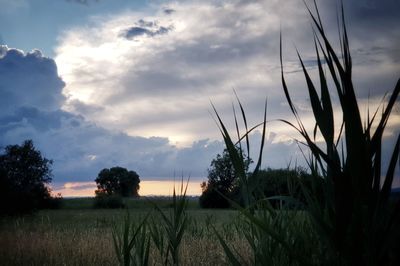 Silhouette plants on field against sky during sunset