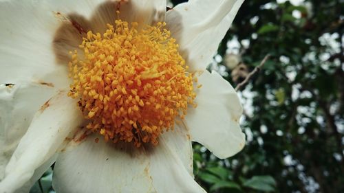 Close-up of white flowering plant