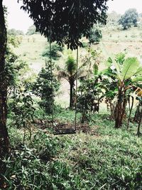 Trees in forest