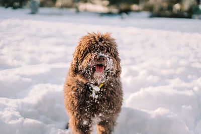A beautiful brown spanish water dog having fun in the snow. portrait of dogs concept