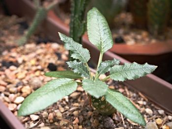 High angle view of plant