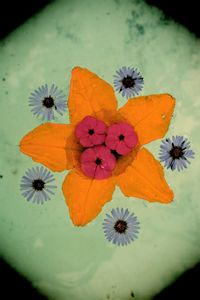 Close-up of orange flower