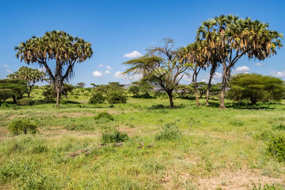 Trees on field against sky